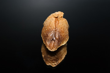 The top view of a praying mantis ootheca with a mirrored reflection isolated on a black background