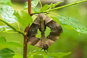A female poplar sphinx moth mating with a male