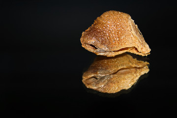 The top view of a praying mantis ootheca with a mirrored reflection isolated on a black background