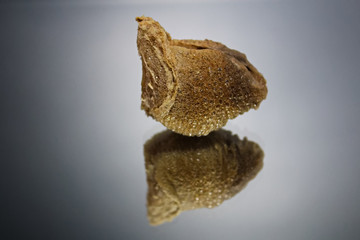 The side view of a praying mantis ootheca with a mirrored reflection isolated on a gray background