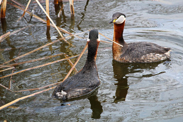 A red necked grebe presenting vegetation as part of courtship