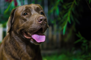 Fototapeta premium Labrador retriever. Chocolate labrador. Brown dog on green background.