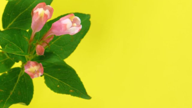 Timelapse weigela branch with opening flowers on yellow background. FullHD 1080p.