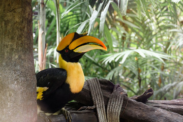 Rhinoceros hornbill is perching on the tree