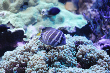 Obraz na płótnie Canvas tropical fish in the coral reef