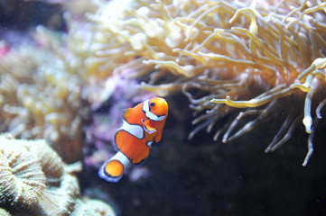 Fototapeta na wymiar orange clown fish in the coral reef