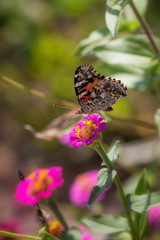 Butterfly on zinnia