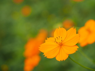 Cosmos flowers