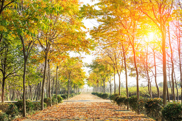 Fototapeta na wymiar Beautiful autumn tree and road in the park