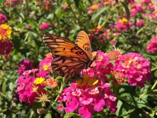 Gulf Fritillary Butterfly