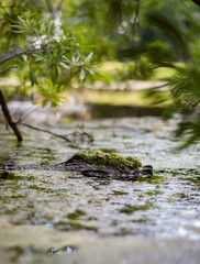 North American Alligator