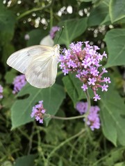 Cabbage White Butterfly