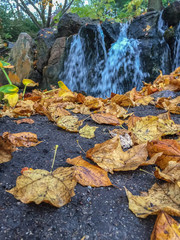 Autumn leaves on pavement in front of a fountain at city park on a rainy day