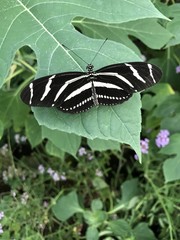 Zebra Longwing
