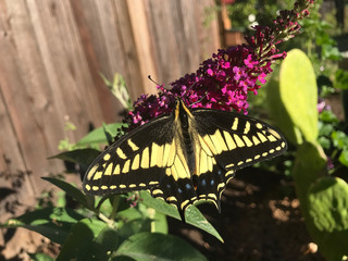 Anise Swallowtail Butterfly