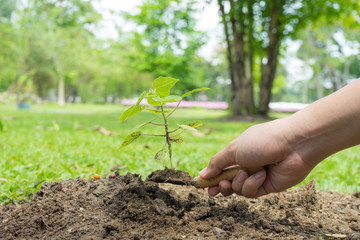 Close up female hand planting into ground soil , ecology growth concept background, planting concept, start up