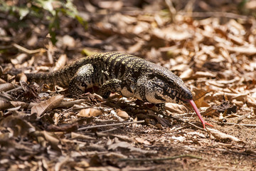 Teiú (Salvator merianae) | Black-and-white Tegu photographed in Linhares, Espírito Santo -...