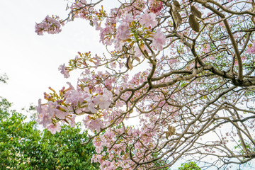 Tabebuia rosea is a Pink Flower neotropical tree,common name Pink trumpet tree Rosy trumpet tree