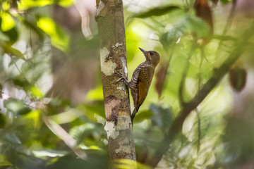 Picapauzinho-avermelhado (Veniliornis affinis) | Red-stained Woodpecker photographed at the Cupido e Refúgio Farm in Linhares, Espírito Santo - Southeast of Brazil. Atlantic Forest Biome. 