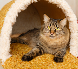A cat in a cat's house