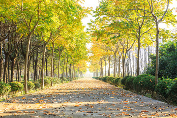 Fototapeta na wymiar Beautiful autumn tree and road in the park
