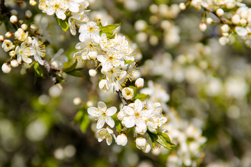 Detail of blossom cherry tree