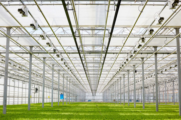Perspective of green crops growing in greenhouse