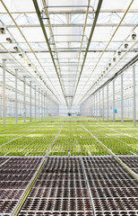 Large field with green vegetation in hothouse garden