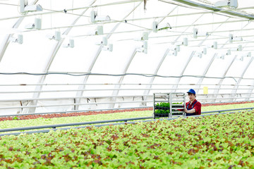 Young farmer moving along aisle between lettuce plantations inside hothouse
