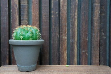 cactus is in the gray pot on wooden background