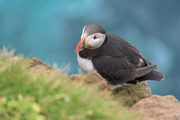 Puffin on the rocks at latrabjarg, Iceland 