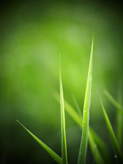 green grass in depth of field toy color