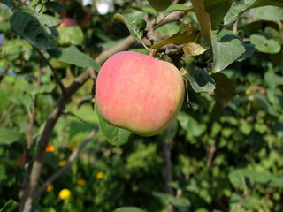 Obraz premium Red apple on the tree