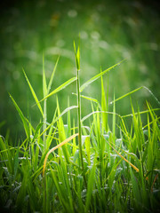 green grass in depth of field toy color