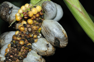 Huitlacoche, mexikanische Spezialität, Maisbeulenbrand