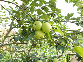 Green apple on the tree