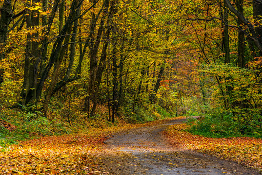 lovely autumnal scenery with asphalt road through forest in yellow foliage