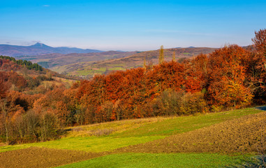 forest with red foliage on hills in autumnal countryside. stunning view of rural grassy fields in mountainous area with gorgeous high peak of blue mountain ridge in a distance