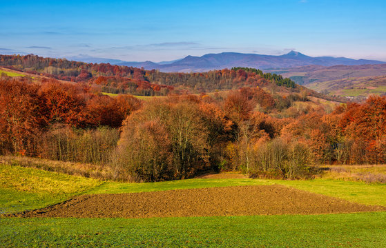 forest with red foliage on hills in autumnal countryside. stunning view of rural grassy fields in mountainous area with gorgeous high peak of blue mountain ridge in a distance