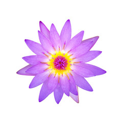 Beautiful lotus flower isolated on white background