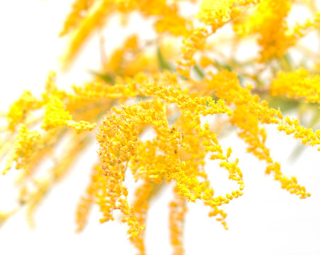 Shallow Yellow Flowers On A White Background