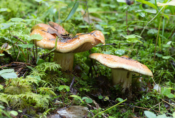 Blue-foot webcap, Cortinarius glaucopus growing among moss