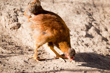 Chicken for a walk on the farm