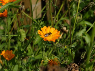 Bee on yellow flower