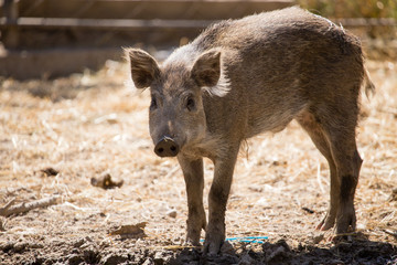 Fototapeta premium Wild boar in the zoo