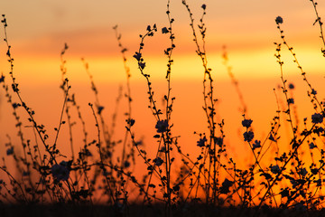 Silhouette of grass on a golden sunset