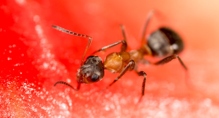An ant on a red watermelon