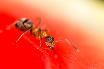 An ant on a red watermelon