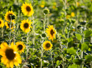 Sunflower flowers grow on nature