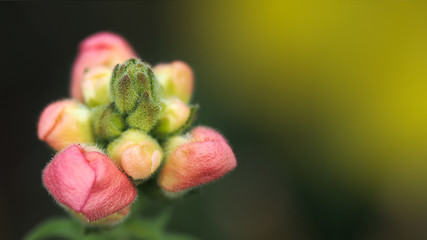 Beautiful macro shot of snapdragon flower bud.